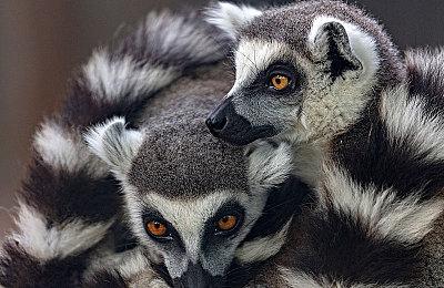 《博德之门3》成功后，《贪婪之秋2》得以抢先体验